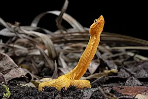 Viperidae: Lansberg's gold hognosed pitviper (Porthidium lansbergii