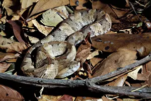 Pitviper: Lansberg's hognosed pitviper