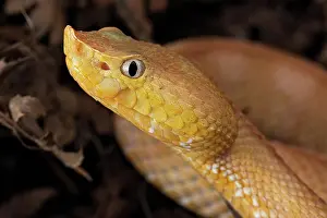 Lance: Lansberg's hognosed pitviper (Porthidium lansbergii)