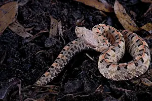 Viperidae: Lansberg's hognosed pitviper (Porthidium lansbergii)