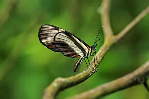 Crescent: Lansdorf's Crescent / False Erato, mimic of Heliconius