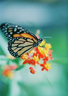 Lantana: Lantana