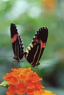 Lantana: Lantana