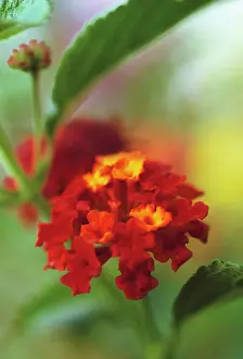 Lantana: Lantana
