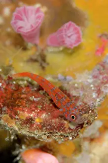 Lantana: Lantana Dwarfgoby