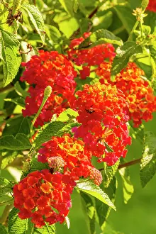 Lantana: Lantana (Lantana camara) Cochenille