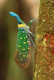 Fulgora: Lantern Bug
