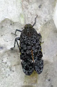 Indochina: Lantern Bug
