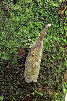 Planthopper: Lantern Fly