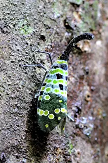 Planthopper: Lantern Fly