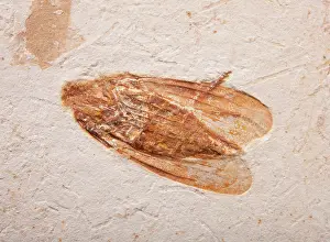 Membracidae: Lantern Fly Fossil