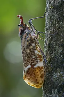 Lantern: Lantern Fly / Lantern Bug (Phrictus moebiusi) Fulgoridae