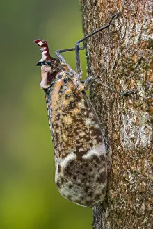 Lantern: Lantern Fly / Lantern Bug (Phrictus moebiusi) Fulgoridae
