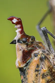 Lantern: Lantern Fly / Lantern Bug (Phrictus moebiusi) Fulgoridae