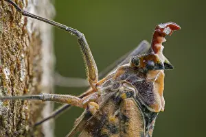Lantern: Lantern Fly / Lantern Bug (Phrictus moebiusi) Fulgoridae