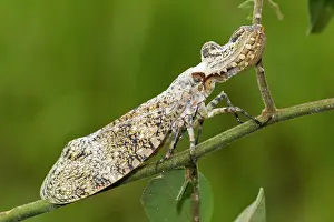 Hemipteran: Lantern fly - (Machaca)