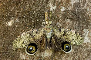 Hemipteran: Lantern fly - (Machaca) - Tropical dry forest -