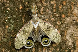 Hemipteran: Lantern fly - (Machaca) - Tropical dry forset -