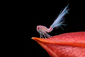 Amazonian: Lantern fly (Nogodinidae sp) nymph on black background
