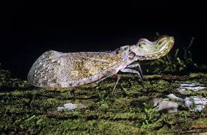 Laternaria: LANTERN FLY - Peanut head bug
