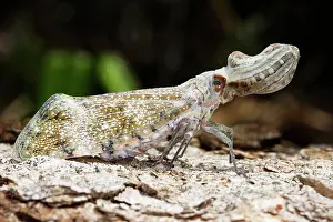 Laternaria: Lanternfly / 'Peanut-head bug' / 'alligator bug'