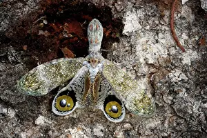 Laternaria: lanternfly or 'Peanut-head bug' or 'alligator bug'
