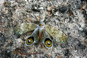 Laternaria: Lanternfly / 'Peanut-head Bug' / 'Alligator Bug'