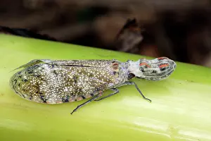 Laternaria: Lanternfly / 'Peanut-head Bug' / 'Alligator Bug'