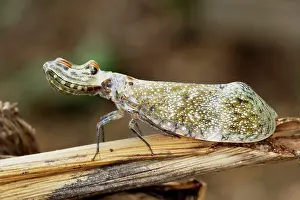 Laternaria: Lanternfly / 'Peanut-head Bug' / 'Alligator Bug'