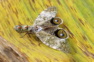 Laternaria: Lanternfly / 'Peanut-head Bug' / 'Alligator Bug'