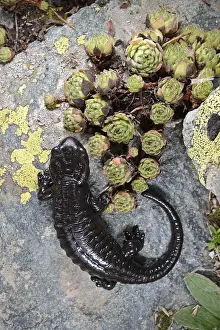 Salamander: Lanza's Salamander (Salamandra lanzai) on a st