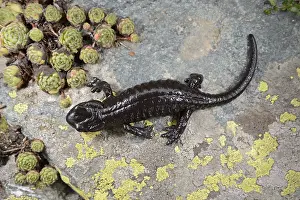 Salamander: Lanza's Salamander (Salamandra lanzai) walking
