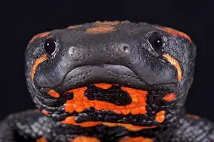 Newt: Laos warty newt (Laotriton laoensis), Saysomboun