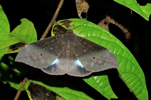 Indochina: Laotian Noctuid Moth