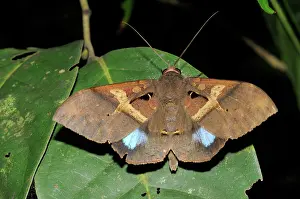 Indochina: Laotian Noctuid Moth
