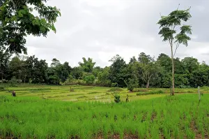 Indicum: Laotian Rice Fields