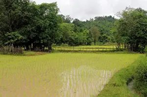 Padi: Laotian Rice Paddy