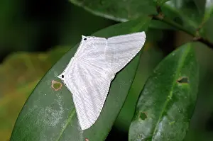 Indochina: Laotian Uraniid Moth