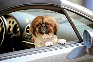 Motor: Lapdog, Pekingese or Pekinese dog in a car, Munich