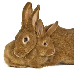 Fauve: Lapine Fauve de Bourgogne with its rabbit