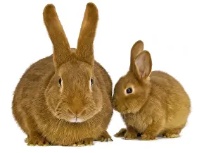 Fauve: Lapine and rabbit Fauve de Bourgogne
