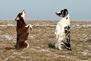 Completely: Lapinporokoira and a Border Collie standing on their