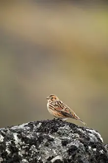 Emberizidae: Lapland Bunting