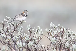 Trondelag: Lapland Bunting (Calcarius lapponicus) adult fe