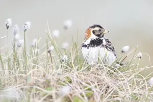 Trondelag: Lapland Bunting (Calcarius lapponicus) adult fe