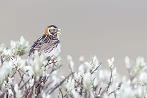 Bunting: Lapland Bunting (Calcarius lapponicus) adult fe