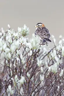 Bunting: Lapland Bunting (Calcarius lapponicus) adult fe