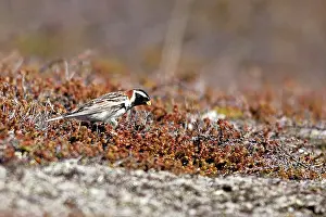 Longspur: Lapland Bunting / Longspur - male