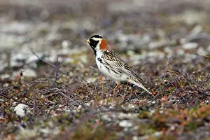 Longspur: Lapland Bunting / Longspur - Male in Summer Plumage