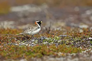 Longspur: Lapland Bunting / Longspur - Male in Summer Plumage